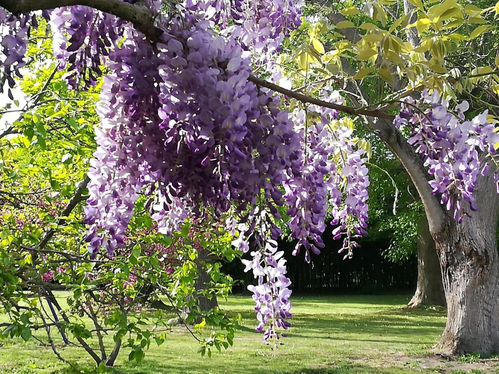 B&B Il Giardino Segreto Guarda Ferrarese Eksteriør bilde